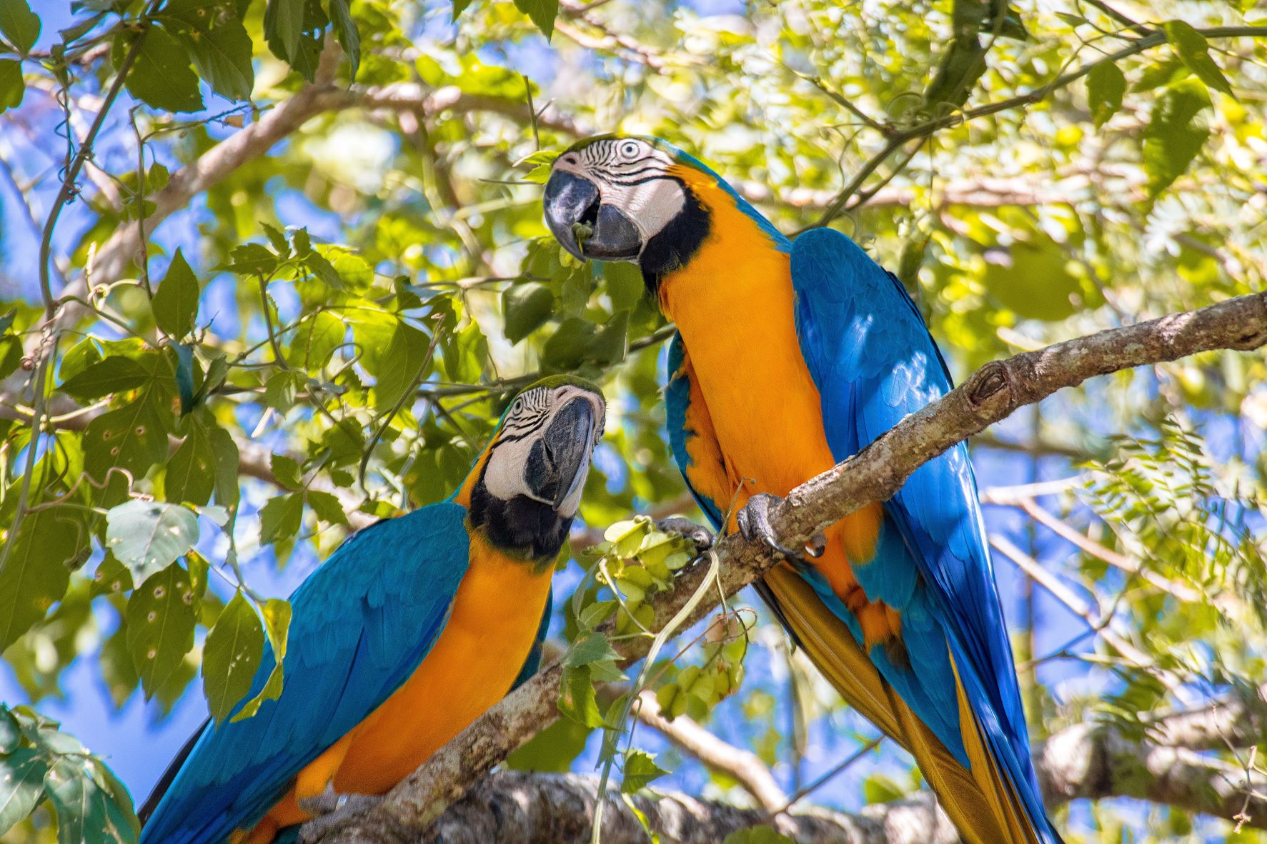 Perroquets sur une branche d'arbre